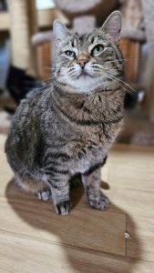 Котик Пирог из приюта сидит и смотрит вперед