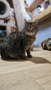 Котик Пирог из приюта сидит и смотрит вперед