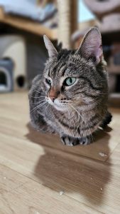 Котик Пирог из приюта сидит и смотрит в сторону