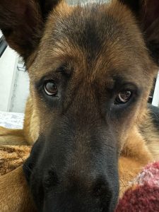 Костя, Лиза и Тайга Костя, Лиза и Тайга