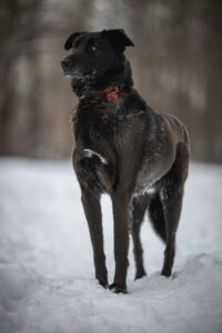 Черная небольшая собачка