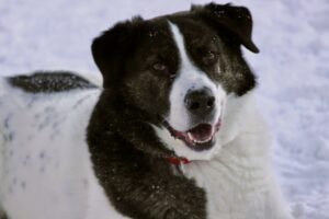 Солидный и красивый пес в дар