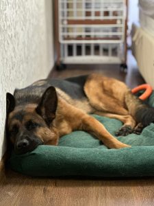 Костя, Лиза и Тайга Костя, Лиза и Тайга