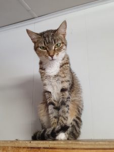 Кошечка Зита из приюта сидит и смотрит вперед
