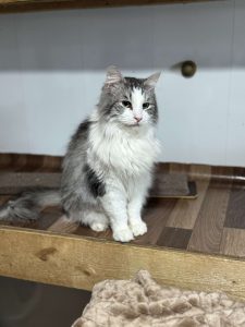 Котик Граф из приюта сидит и смотрит вперед