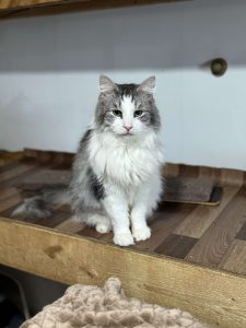 Котик Граф из приюта сидит и смотрит вперед
