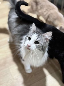 Котик Граф из приюта стоит и смотрит вверх