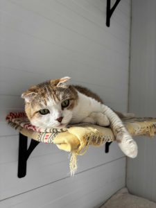 Кошечка Амели из приюта лежит и смотрит вперед