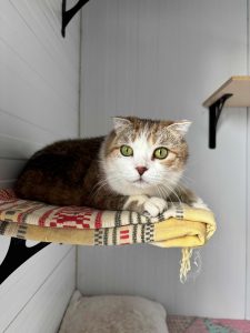 Кошечка Амели из приюта лежит и смотрит вперед