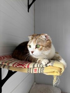 Кошечка Амели из приюта лежит и смотрит в сторону