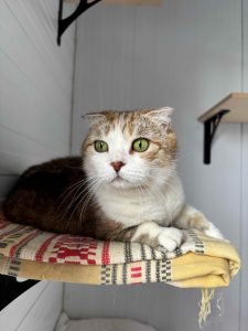 Кошечка Амели из приюта лежит и смотрит вперед