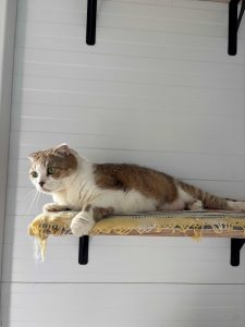 Кошечка Амели из приюта лежит на полке