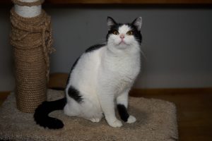 Кот Барон из приюта сидит и смотрит вверх