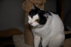 Кот Барон из приюта сидит и смотрит вперед