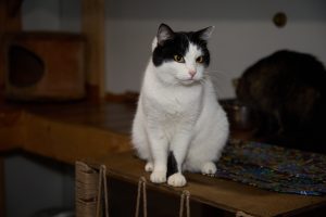 Кот Барон из приюта сидит и смотрит в сторону