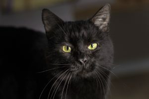 Котик Маверик из приюта крупным планом