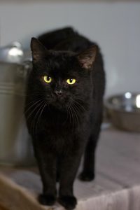Котик Маверик из приюта стоит и смотрит вперед