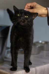 Котика Маверика из приюта гладят