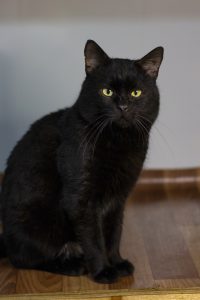 Котик Маверик из приюта сидит и смотрит на вас