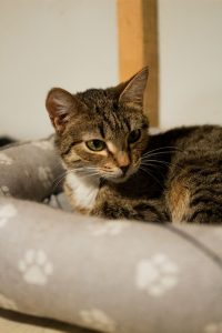 Кошечка Зита из приюта сидит на подушке