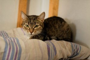 Кошечка Зита из приюта сидит на подушке