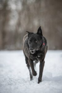 Черная небольшая собачка