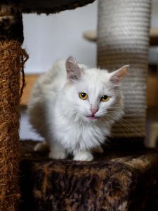 Котик Зефир из приюта сидит и смотрит вперед