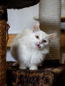 Котик Зефир из приюта сидит и смотрит вперед