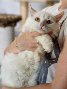 Котик Зефир из приюта сидит на ручках и смотрит вперед