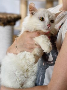 Котик Зефир из приюта сидит на ручках и смотрит в сторону