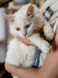 Котик Зефир из приюта сидит на ручках и смотрит вниз