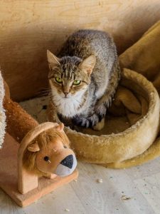 Кошечка Зита из приюта сидит