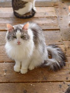 Котик Граф из приюта сидит и смотрит вперед