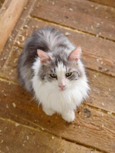 Котик Граф из приюта сидит и смотрит вверх на вас