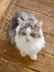 Котик Граф из приюта сидит и смотрит вверх на вас