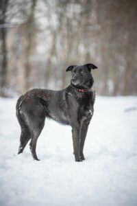 Черная небольшая собачка