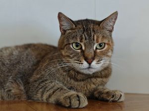 Кошечка Адель из приюта в добрые руки, она лежит и смотрит вперед