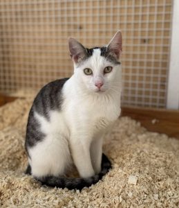 Котенок Зайчик из приюта сидит в опилках