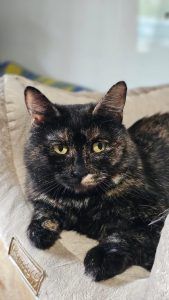 Кошечка Ирис взять в добрые руки, лежит на лежаночке