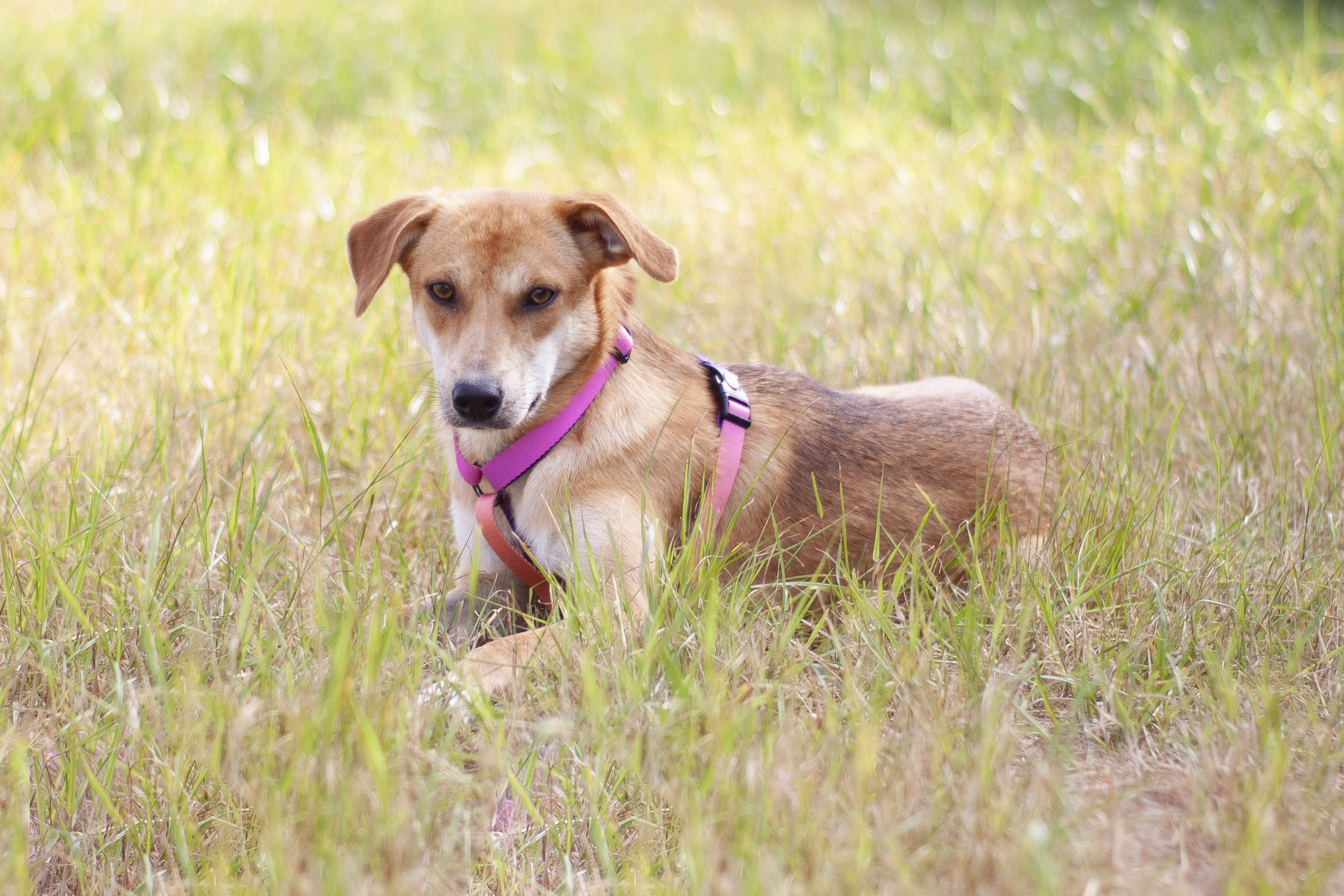 Рыжая собачка Гейли из приюта