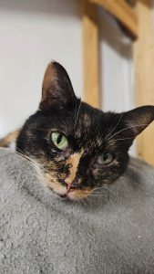 Кошечка Моргана из приюта ищет дом, она лежит и смотрит вперед