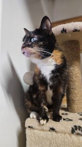 Кошечка Моргана из приюта ищет дом, она сидит и смотрит в сторону