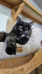 Кошечка Ирис взять в добрые руки, лежит на лежанке