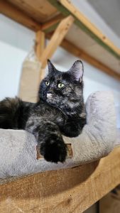 Кошечка Ирис взять в добрые руки, лежит на лежанке
