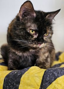 Кошка Триша из приюта в дар лежит на подушке