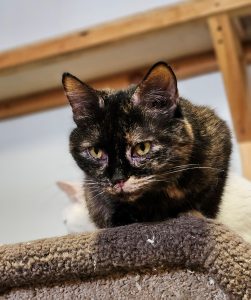 Кошка Триша из приюта в дар сидит на полочке