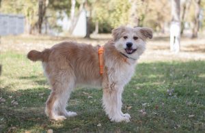 золотистый терьер в добрые руки