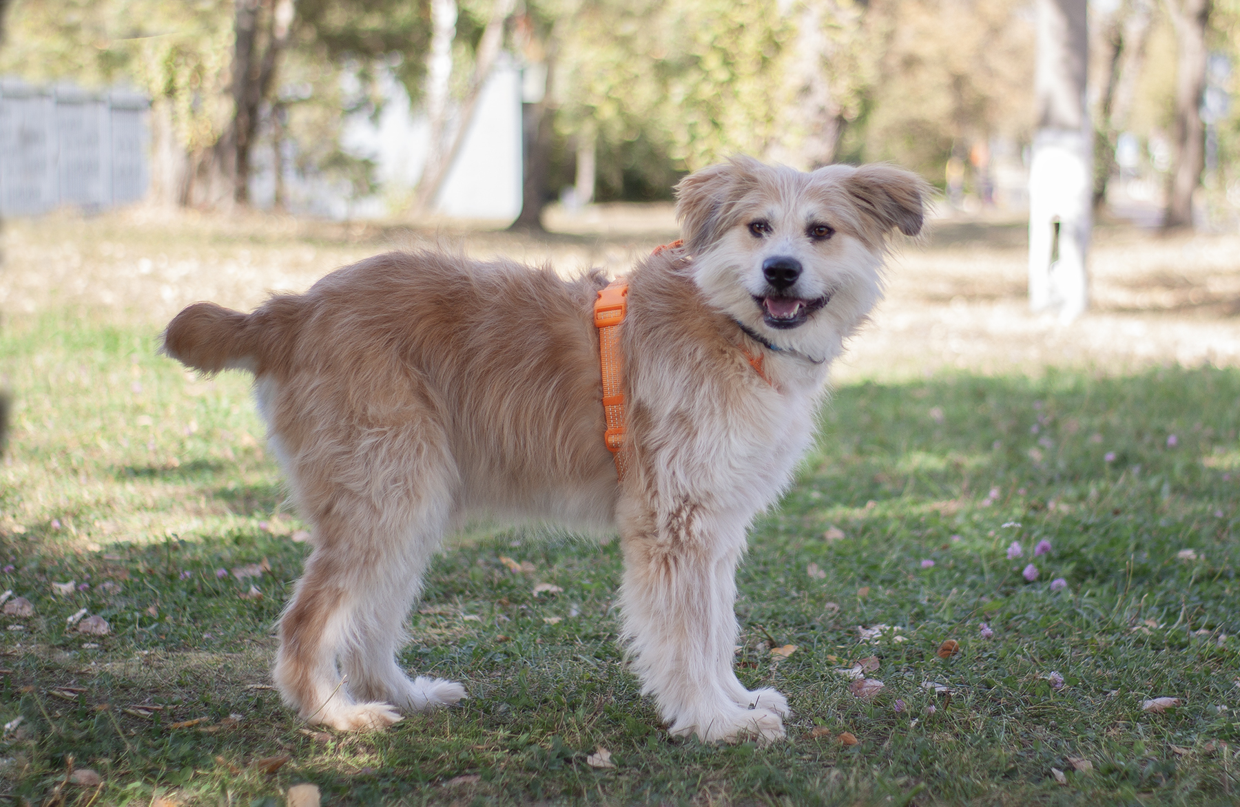 золотистый терьер в добрые руки