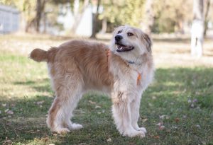 золотистый терьер в добрые руки