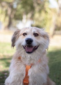 золотистый терьер в добрые руки